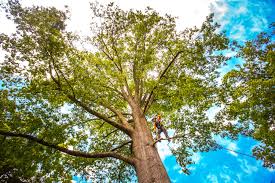  Livingston, CA Tree Removal Pros